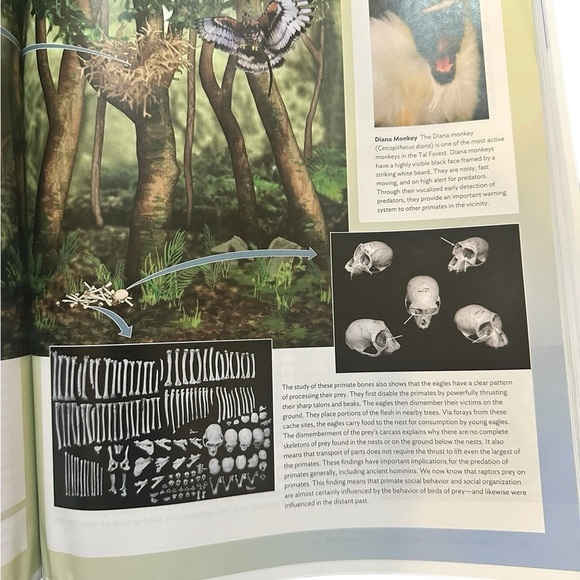 Essentials of Biological Anthropology 4th Ed. Clark Spencer Larsen - Picture 8 of 13